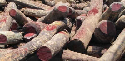 Wounaan Indigenous people have opposed illegal rosewood logging and centuries of exploitation with wisdom and beauty