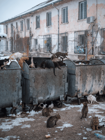 ‘Prisoners killed each other’s kittens. So now they’re forbidden inside’: Vladimir Karamazov’s best photograph
