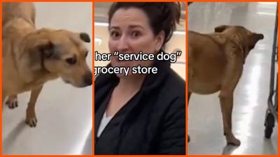 Woman confronted after dog defecates on a grocery store floor. Then she claims it’s a service animal and says, ‘Every one of you does it, too’