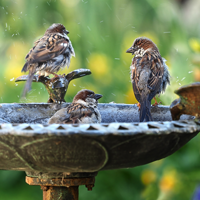 'Wildlife wineries' are the breakout trend gardeners are using to keep garden birds hydrated in August – this £15 shortcut means even tiny spaces can join in