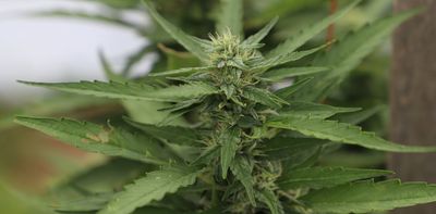 Is hemp a thirsty crop? New research measures just how much water cannabis farming can use