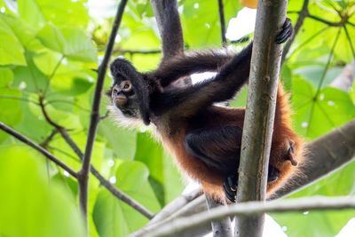 Two US men charged for allegedly using snakes, a lemur and a monkey for exotic photoshoots