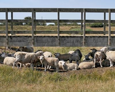 Alarming surge in bluetongue disease reported among UK sheep