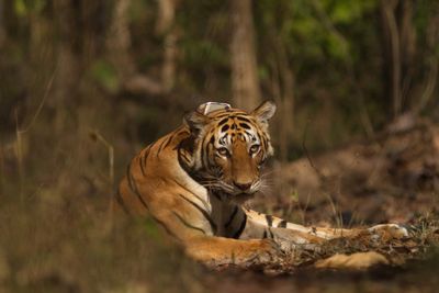 Tiger attack on ranger only ‘second in 28 years’