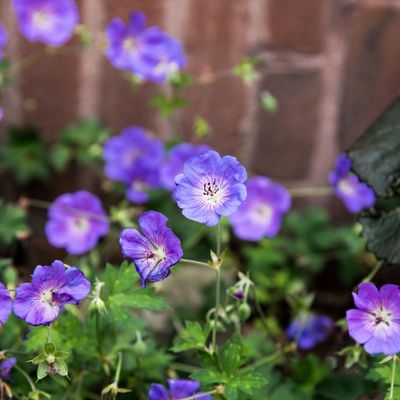 6 plants to cut back in August for an extra flush of flowers – trim these varieties now for bonus blooms