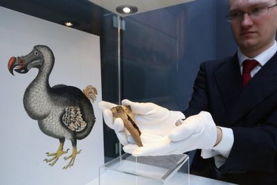 Dodo was actually smart – but trust in humans led to its downfall