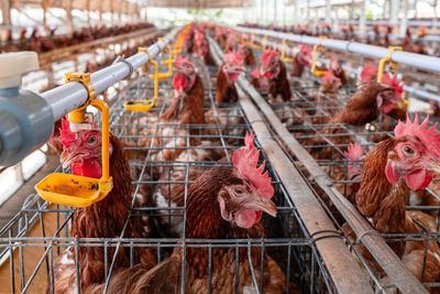 USDA Proposes Changes to National Poultry Improvement Plan, Public Comments Open Through Oct. 5