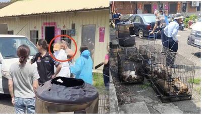 飼養環境髒亂15犬隻被帶走 彰化男怒毆女動保員判6月
