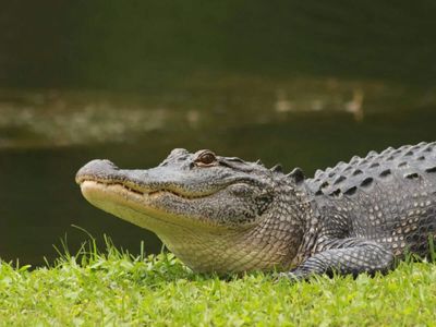 A Record-Breaking Beast: How night hunters hauled a massive alligator from Mississippi waters