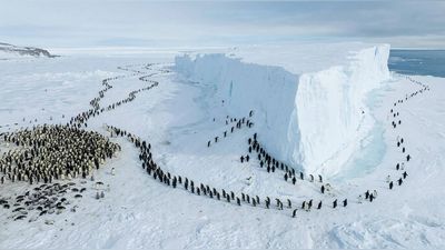 In 2025, scientists recorded a giant iceberg threatening an Antarctic penguin colony. Later it produced a heartbreaking environmental outcome