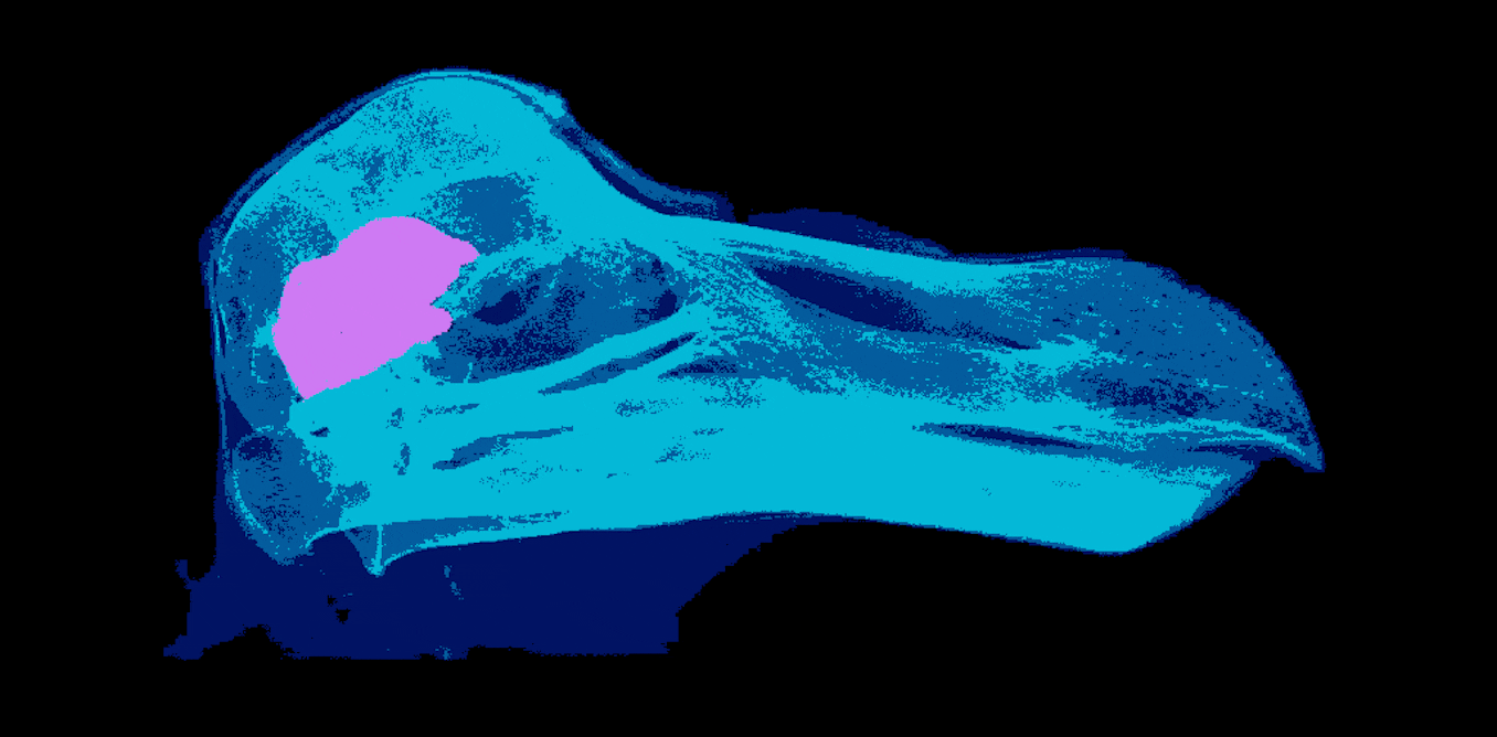 Dodos probably weren’t as stupid as historians made them out to be: new research