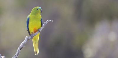 We don’t know how well threatened species fight off bird flu – but we need to