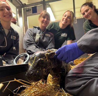 Toronto zoo announces birth of pygmy hippo calf, third for mother Kindia