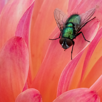 If flies are plaguing your home right now, this expert-approved DIY trap is a game-changer – it uses two pantry staples I bet you already have at home