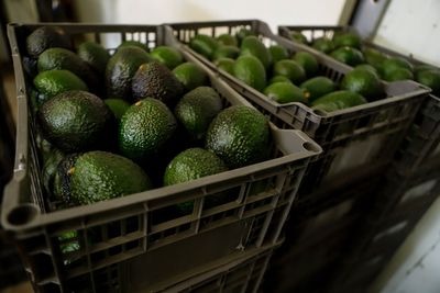 A cartel stronghold just put America’s avocado supply at risk