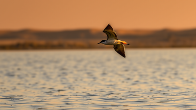 The Indian Skimmer Is One of India's Most Endangered River Birds, Only the Chambal Can Save It