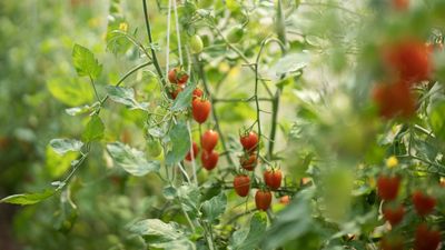 Tomato Plants Being Eaten Overnight? Tomato Hornworms Could Be to Blame – Here's How to Stop Them