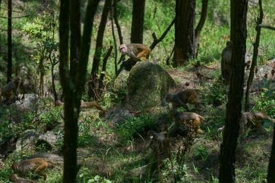 Slings, stones, lasers and dogs: Nepal’s fight against crop-raiding monkeys
