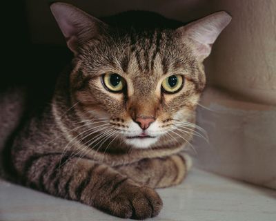 Thursday news quiz: Feral paws, language laws and a public Ariana pause