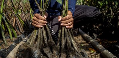 The world’s mangrove forests are bouncing back. That’s good news for our coasts and climate