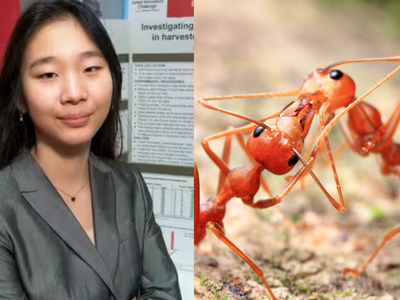 How an 8th grader used 200 ants and a maze to discover a way that could help scientists build smarter robots