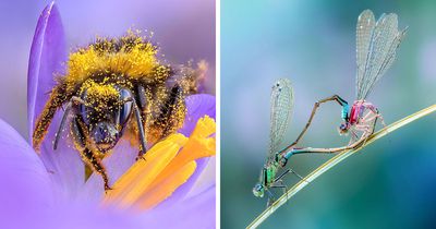 37 Macro Photos By Lisette That Might Make You Look At Small Creatures Differently