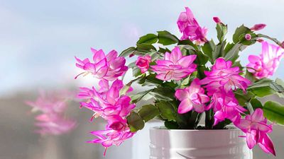 What to Do With a Thanksgiving Cactus in August Before It’s Too Late to Create a Fuller, Flower-Filled Holiday Display