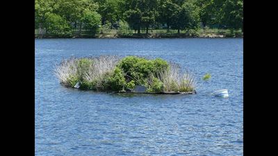 In 2020, Boston introduced a floating wetland in the Charles River to test whether plant roots could help curb algal blooms