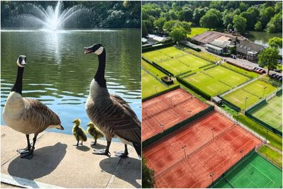 Murder most fowl? Outcry after exclusive Surrey tennis club 'secretly' shoots geese making mess on courts
