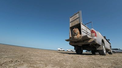 Moment rare Amur tiger is released into Kazakh wild
