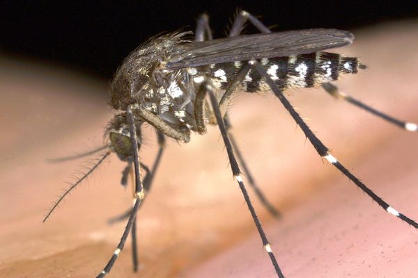 Miami-Dade Confirmed as Florida's Third Locally Acquired Dengue Case as Mosquito Control Funding Faces a November Vote