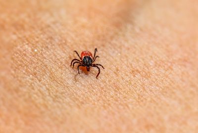 Suffolk County Confirms a Fourth Rabbit Fever Case as Long Island Works Through a Heavy Tick Season