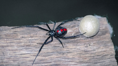 Kansas mom thought a spider bite was no big deal — then doctors told her she could have just weeks to live