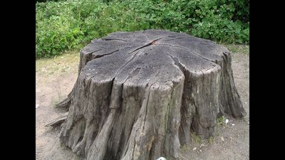 In the 1980s, Niger’s farmers stopped clearing “dead” tree stumps; hidden roots regrew 200 million trees across five million hectares