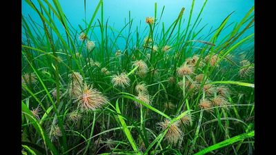 Beginning in 1999, Virginia scientists scattered about 70 million eelgrass seeds, helping nearly 9,000 acres of seagrass return