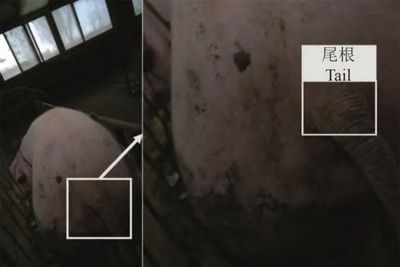AI robot delivers needle-free pig vaccinations with 93% accuracy
