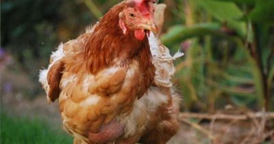 Plans for 48,000 capacity chicken shed submitted to Scottish council