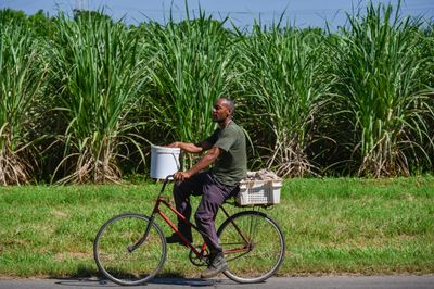 Is Cuba Saying Goodbye to Sugar? As Its Historic Industry Collapses, the Island Is Betting on Stevia