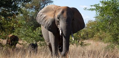 What happens to elephants that stray from Kruger Park? South African policy needs a rewrite