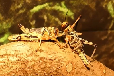 An Eerily Biblical Locust Swarm Descends Upon Russia as Social Media Users Warn of Exodus Plague