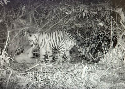 Tiger that killed ranger was juvenile, not a man-eater