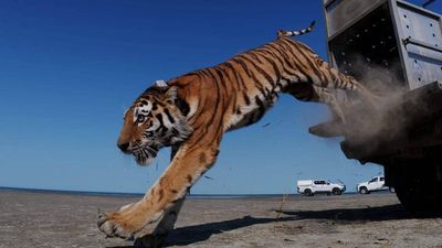 The story of Kazakhstan's lost Turan tigers: Hunted to extinction, now making a comeback after 70 years