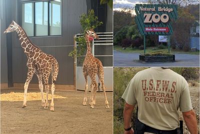 Two baby giraffes went missing from a Virginia zoo. The feds say a double-crossing informant helped keep them hidden