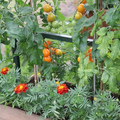 5 plants that like eggshells – the calcium lovers that benefit from this overlooked kitchen scrap