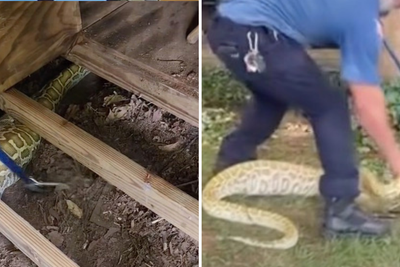 Watch as eight-foot Burmese python found hiding under floorboards at New Jersey home
