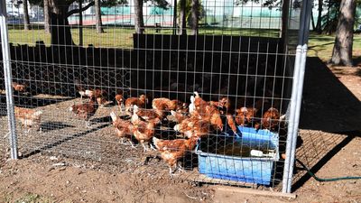 Bird flu fears prompt 'proactive' poultry farms order