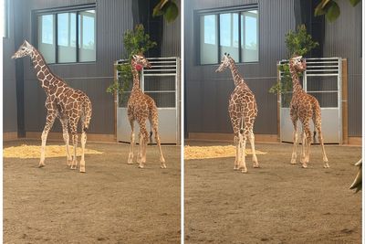 Missing baby giraffes were allegedly hidden with help from federal informant
