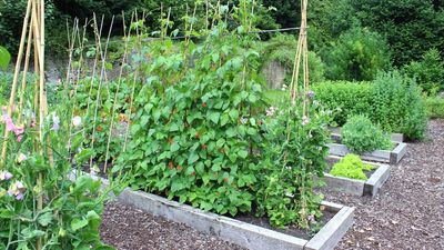 This $40 Japanese Tool Replaces Half the Kit I Use in My Garden – It Weeds, Tills, and Plants