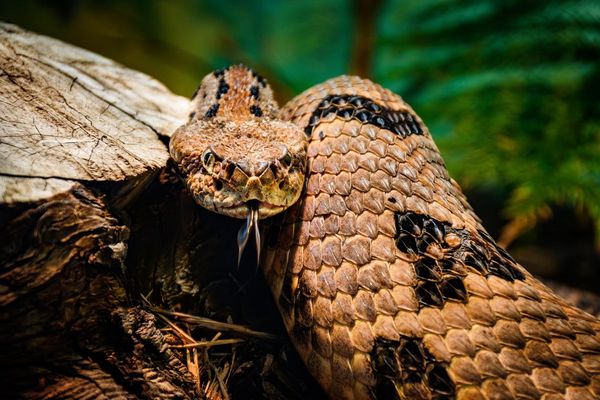 Snake sightings at Georgia school shuts down entire district