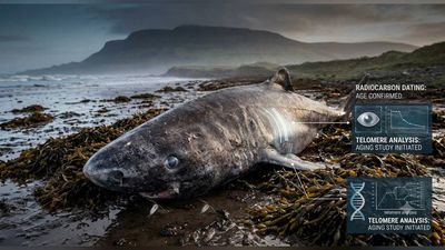 A rare Greenland shark found in Ireland gave scientists new clues about how it lives for centuries